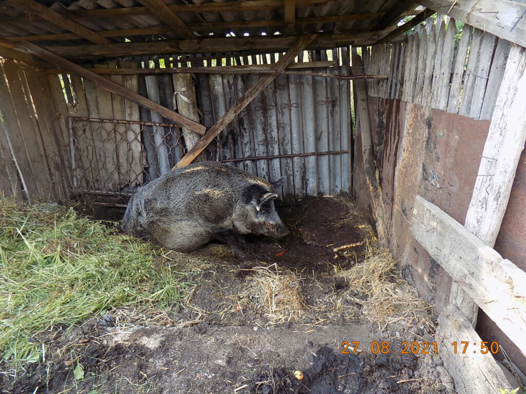 Porcul mistreț de lângă cazanul de țuică, 12 ani, 500 kg